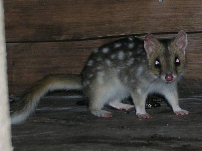 Eastern Quoll