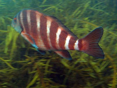 Eddystone Striped Morwong