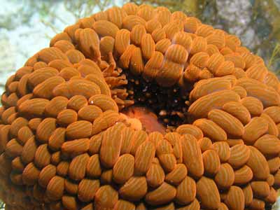 Eddystone Anemone