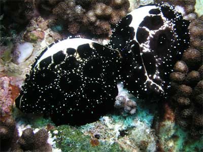Egg cowries