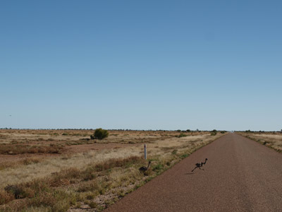 Emu Chicks