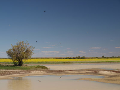 Eyre Creek