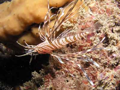 Firefish