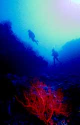 Clean water and red gorgonia