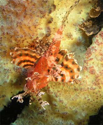 Firefish