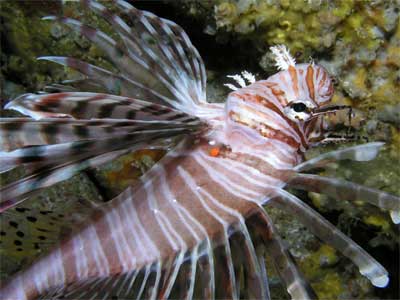 Firefish inside cave