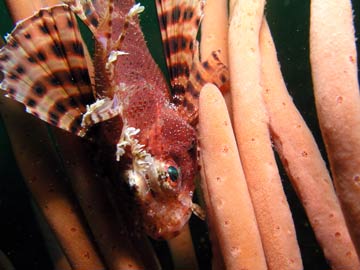 Firefish