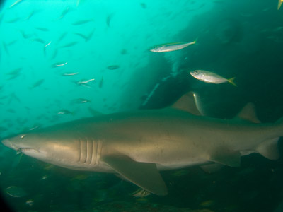 Kingfish