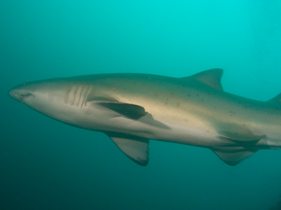 Kingfish
