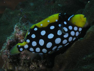 Clown Triggerfish