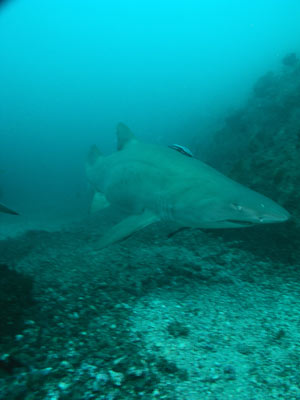 Fish Rock grey nurse shark