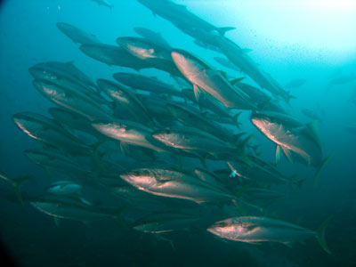 Kingfish