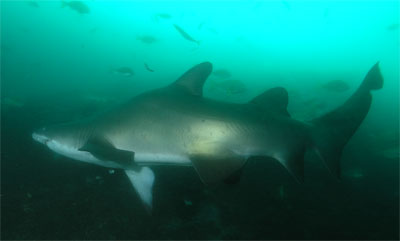 Fishrock grey nurse shark