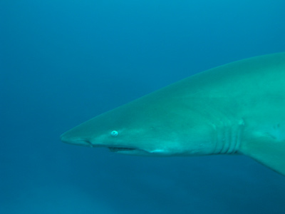 Grey Nurse Shark - Fish Rock