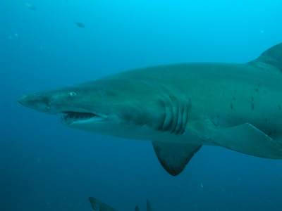 Grey Nurse Shark - Fish Rock