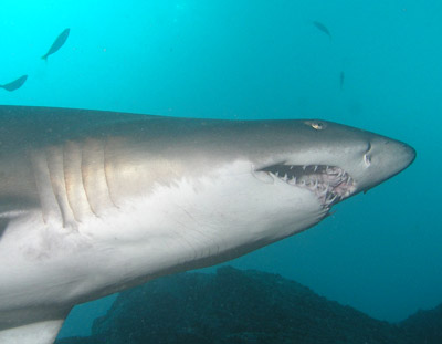 Grey Nurse Shark - Fish Rock