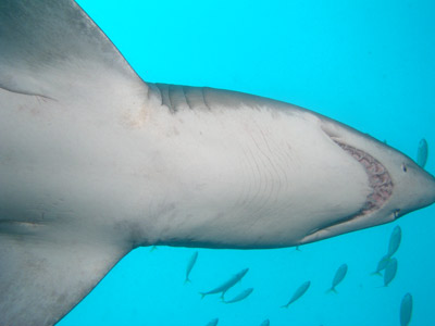Grey Nurse Shark - Fish Rock