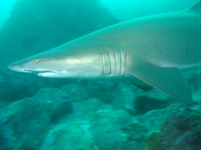 Grey Nurse Shark - Fish Rock