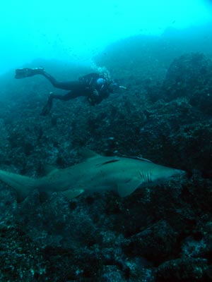 Grey Nurse Shark - Fish Rock