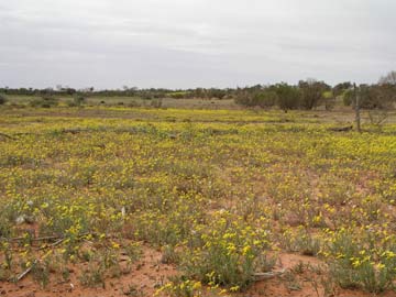 Flowers in Sturt NP