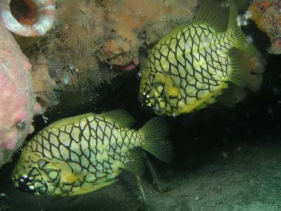 Pineapplefish