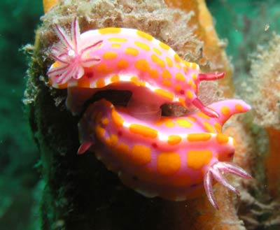 Sweet chromodorid