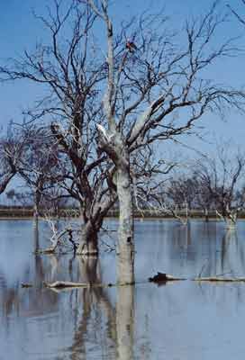 Lake Pinaroo