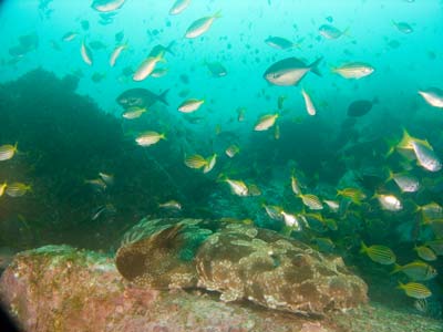 The Aquarium