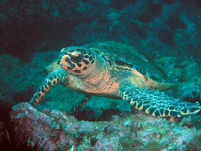 Green Turtle