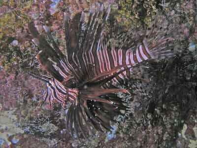 Firefish