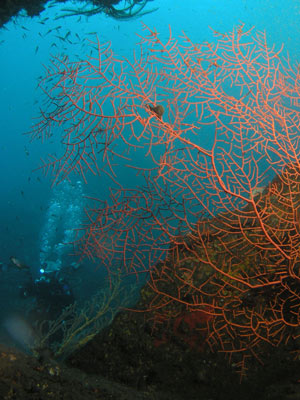 George's Wreck