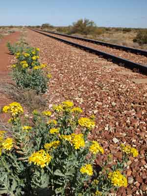 Stuart Highway