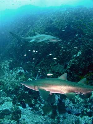 Grey nurse sharks at The Boulders