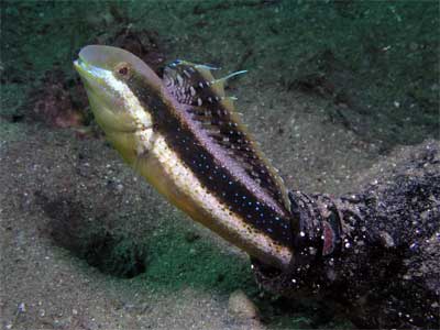Gobby