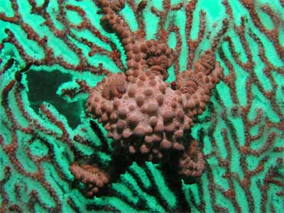 Basket Star and Gorgonia