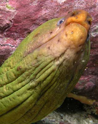 Moray eel