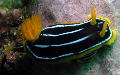 Nudibranch