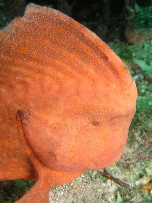 Red indianfish