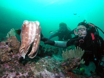 Cuttlefish