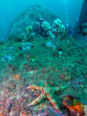 A starfish