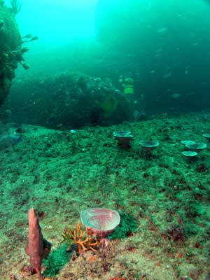 Green Wheely Bin Reef