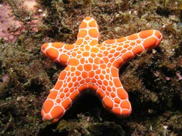 A starfish