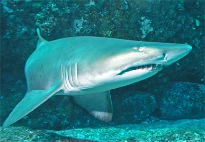 Grey nurse shark