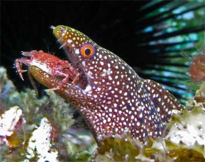 Guineafowl moray and crab