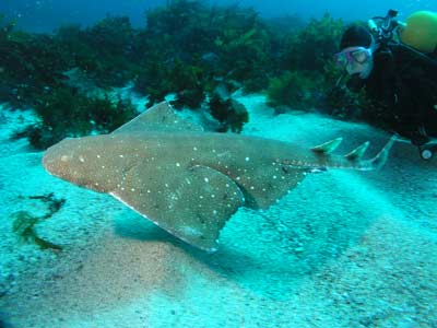 An angelshark