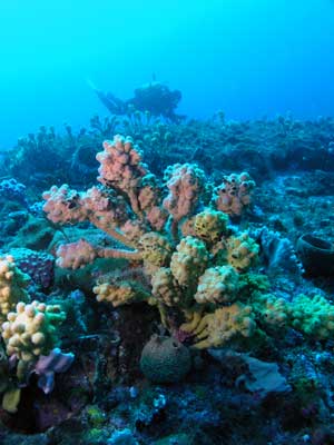 The Gutter Sponge Garden