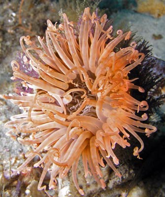 An anemone