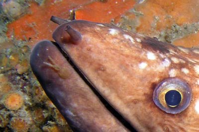 Moray eel