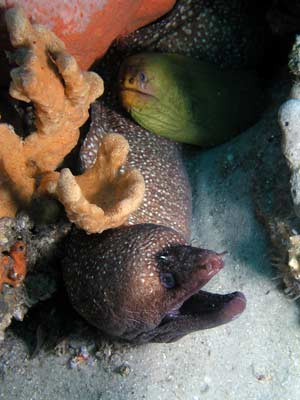 Two eels