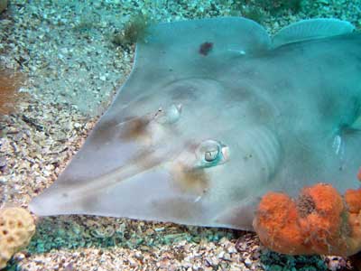 Shovelnosed ray